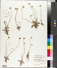 Crocidium multicaule image