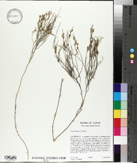 Cressa nudicaulis image