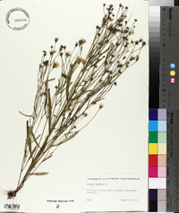 Crepis tectorum image