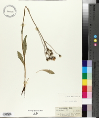 Crepis nicaeensis image