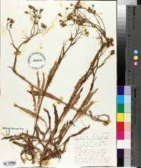 Crepis capillaris image