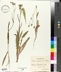 Crepis capillaris image