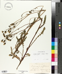 Crepis capillaris image