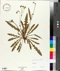 Crepis capillaris image