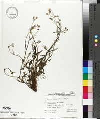 Crepis capillaris image