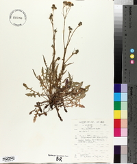 Crepis capillaris image