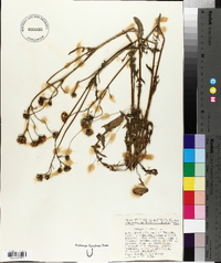 Crepis biennis image