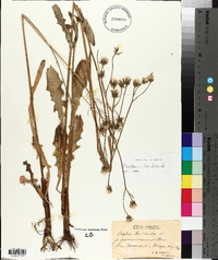 Crepis biennis image