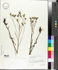 Crepis tectorum image