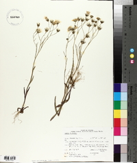 Crepis tectorum image