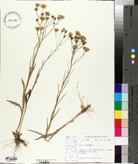 Crepis tectorum image