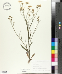 Crepis tectorum image