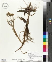 Crepis tectorum image