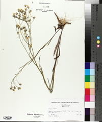 Crepis tectorum image