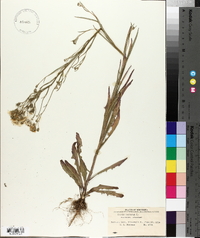 Crepis tectorum image