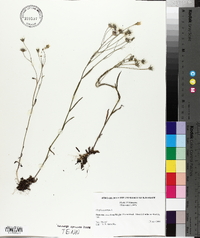 Crepis tectorum image