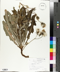 Crepis setosa image