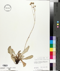 Crepis runcinata image