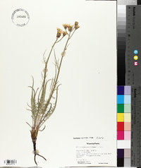 Crepis runcinata image