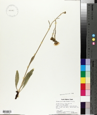 Crepis runcinata image