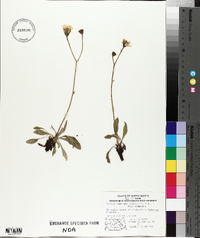 Crepis runcinata subsp. runcinata image