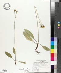 Crepis runcinata image