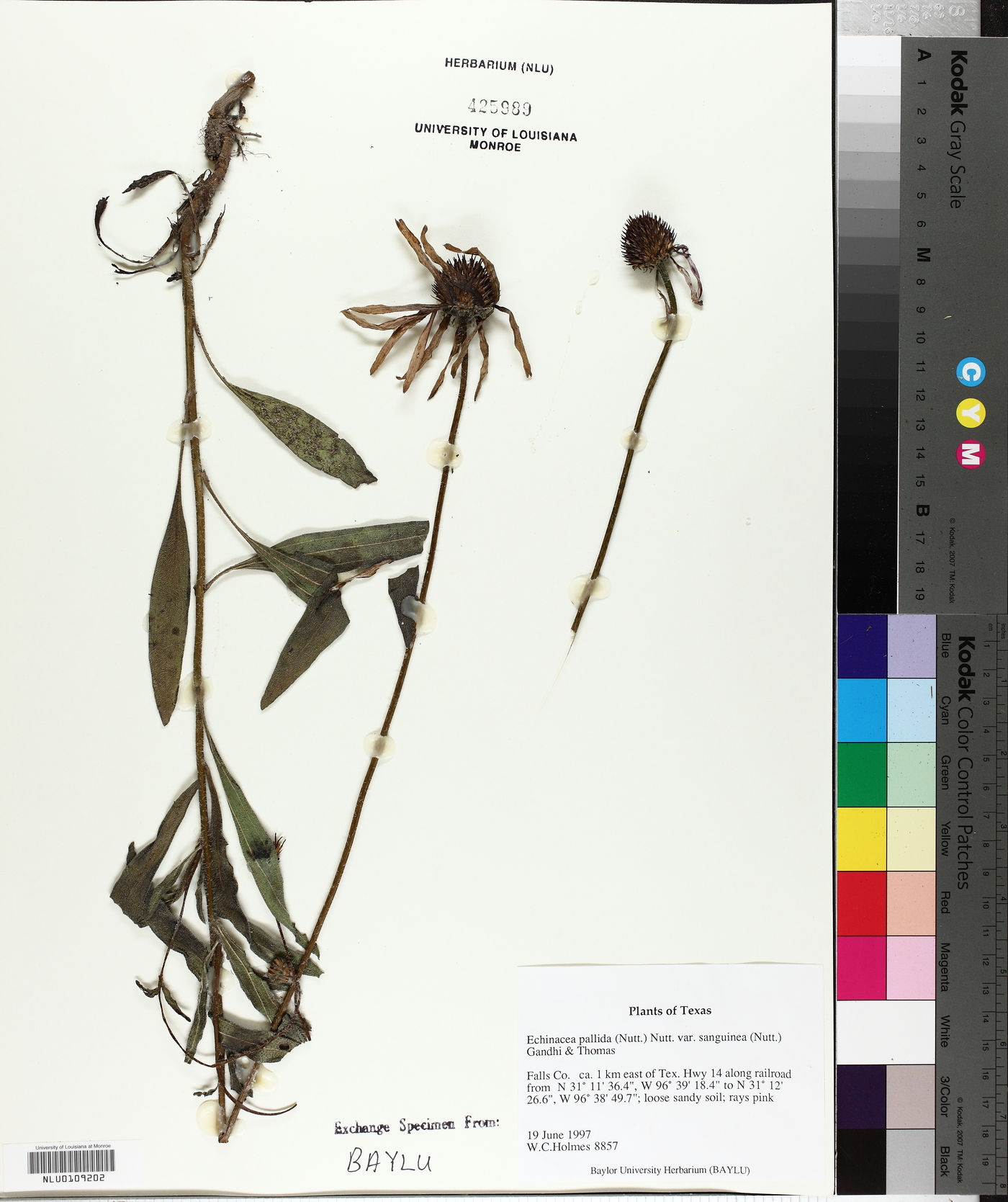 Echinacea pallida var. sanguinea image