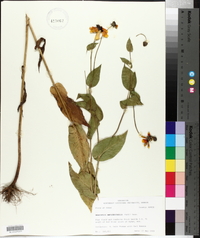 Rudbeckia amplexicaulis image