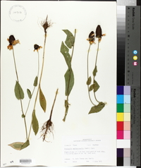 Rudbeckia amplexicaulis image