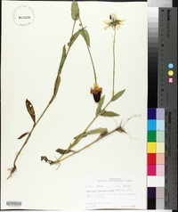 Rudbeckia amplexicaulis image