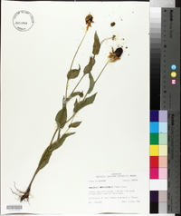 Rudbeckia amplexicaulis image