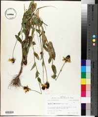 Rudbeckia amplexicaulis image