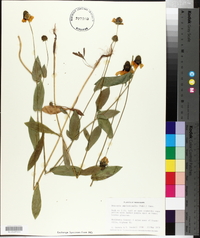 Rudbeckia amplexicaulis image