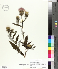 Cirsium altissimum image