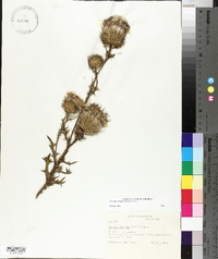 Cirsium discolor image