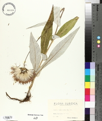 Cirsium heterophyllum image