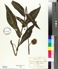 Cirsium heterophyllum image