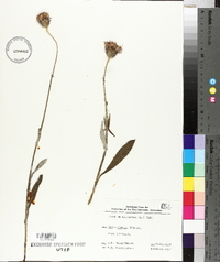 Cirsium dissectum image