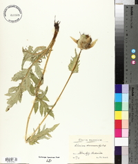 Cirsium oleraceum image