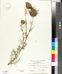 Cirsium rhaphilepis image