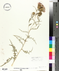 Cirsium discolor image