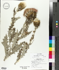 Cirsium undulatum image