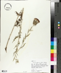 Cirsium undulatum image