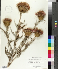 Cirsium undulatum image