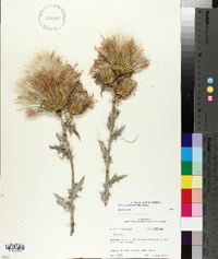 Cirsium undulatum image