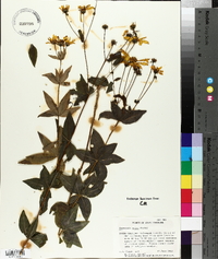 Coreopsis major image