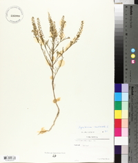 Lepidium ruderale image