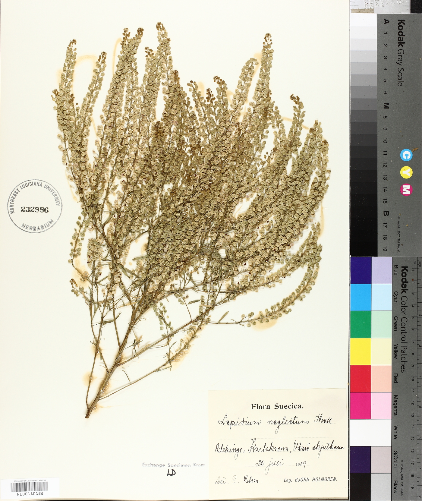 Lepidium densiflorum var. densiflorum image