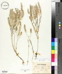 Lepidium densiflorum image