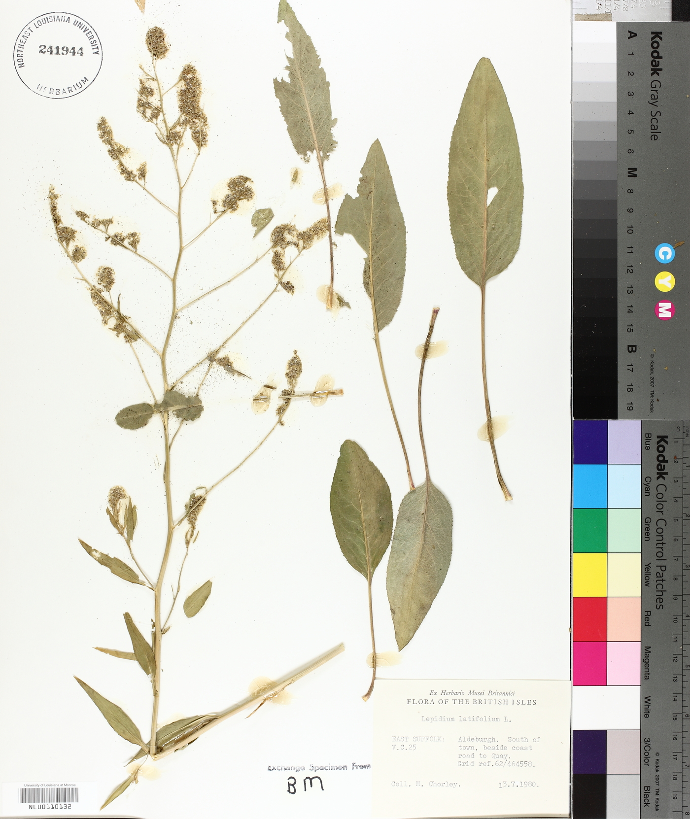 Lepidium latifolium image